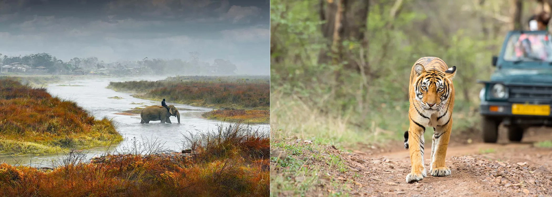 Chitwan Wildlife 