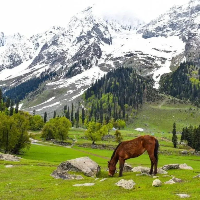 Heavenly Kashmir Family Retreat