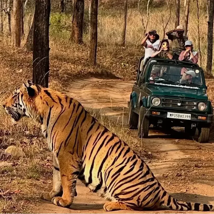 Kanha Safari