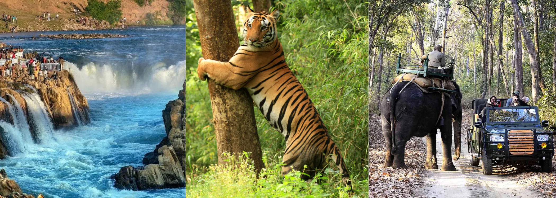 Kanha Safari